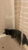sydney_melman Altpins Profile Picture
