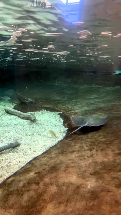 zommmbri zommmbri archive video