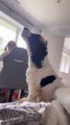 elena_stain Altpins Profile Picture