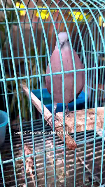 oqr0_ oqr0_ archive video