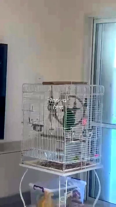 _lil_noa_ _lil_noa_ archive video