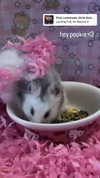 pockycatt Altpins Profile Picture