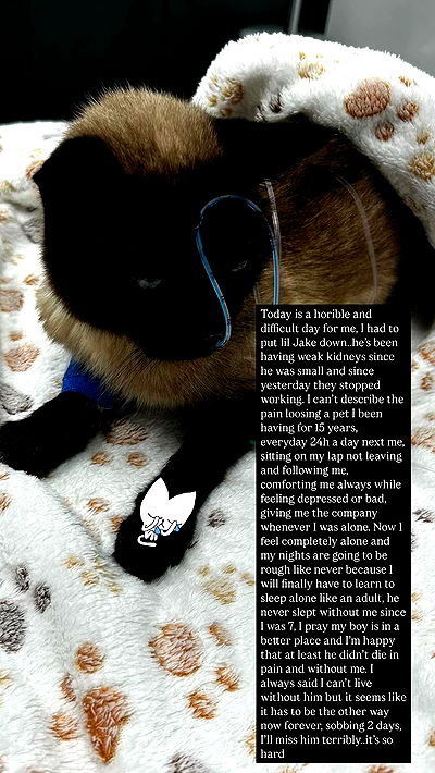 vwnrottie vwnrottie archive video