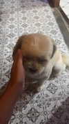 chranababy Altpins Profile Picture