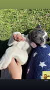lily.spaul08 Altpins Profile Picture