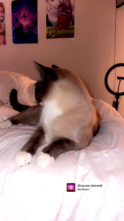 wuvkyu wuvkyu archive video