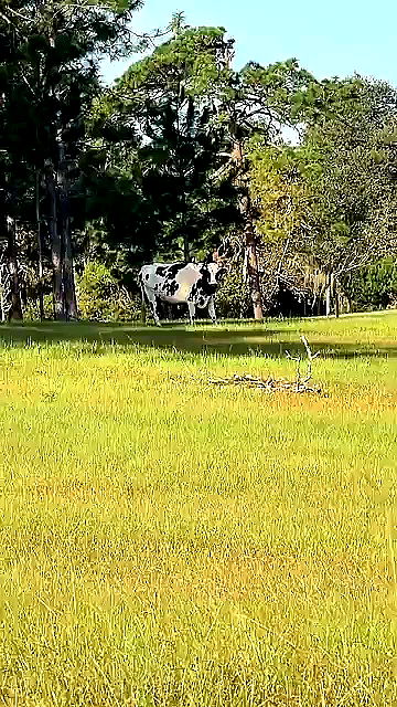 sophieraiin sophieraiin archive video