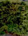 emobxtch420 Altpins Profile Picture
