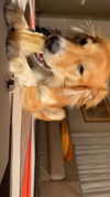 amyeett Altpins Profile Picture