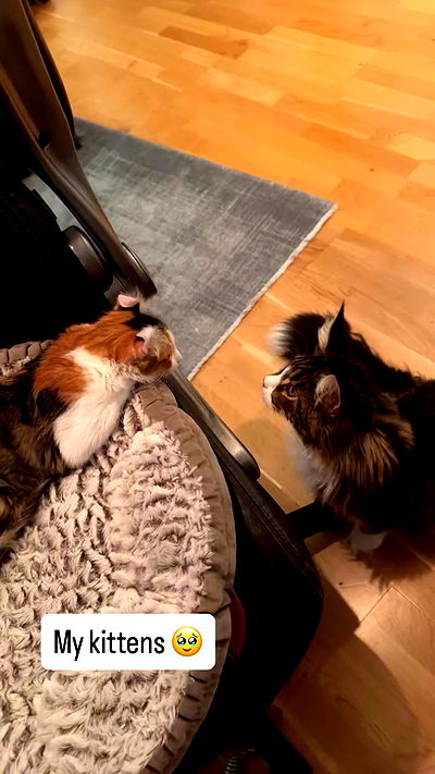 silkton silkton archive video