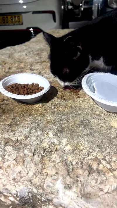 _wizardmidget_ _wizardmidget_ archive video