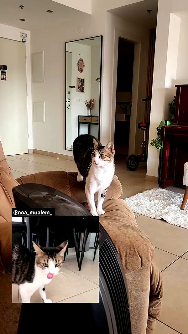 daniella_koosit archive video preview