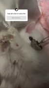 ifkissescouldleavecuts Altpins Profile Picture