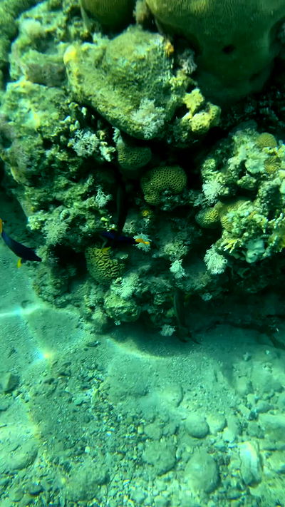 g.a.l.1.a g.a.l.1.a archive video