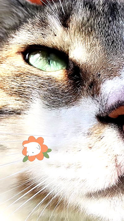 liashaked liashaked archive video