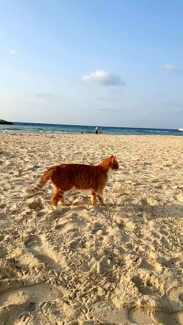 yam_adler archive video preview