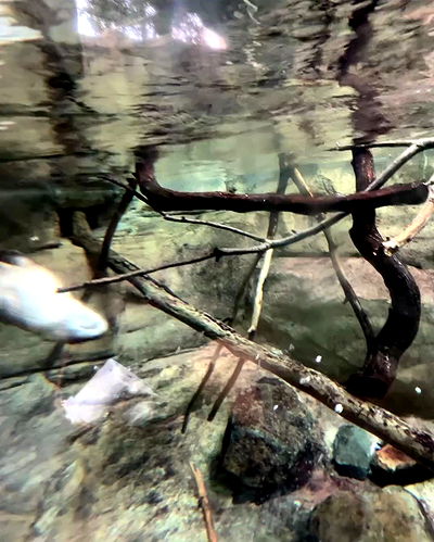 juliaernst juliaernst archive video