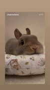 braainr0tt Altpins Profile Picture