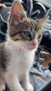 klarissasalazar Altpins Profile Picture