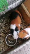 la.vica_ Altpins Profile Picture