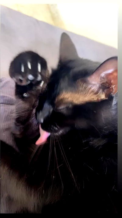 hellokittyangel666 hellokittyangel666 archive video