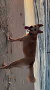 shaipeleg Altpins Profile Picture