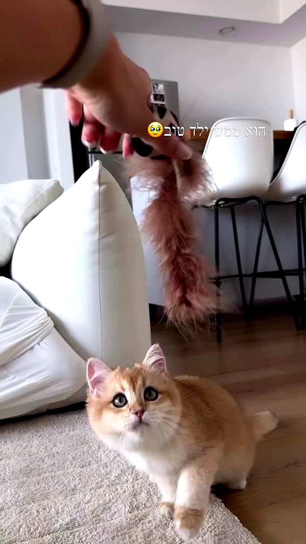 itsilanosh archive video preview