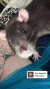 novahnovielli Altpins Profile Picture