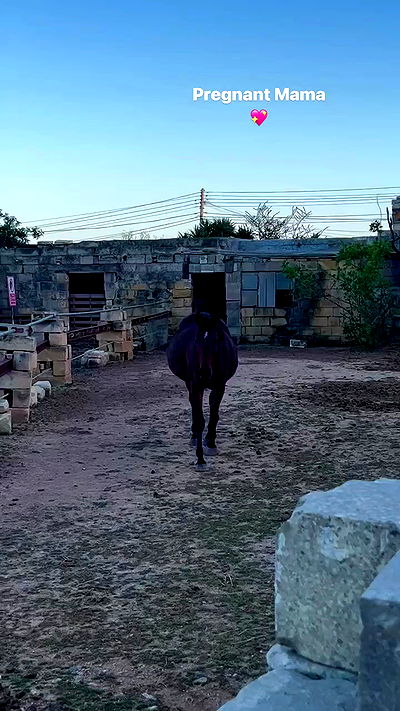 bakedsloths bakedsloths archive video