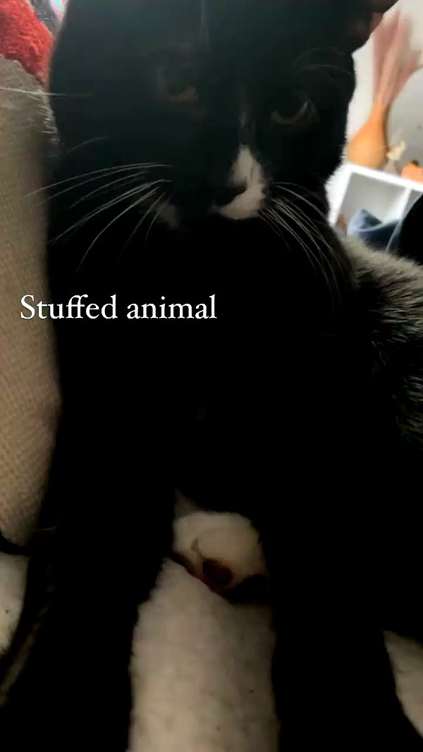 sydney_melman archive video preview
