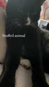 sydney_melman Altpins Profile Picture