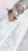 kriiizellda Altpins Profile Picture