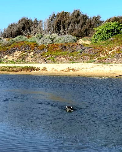 carolinezalog carolinezalog archive video