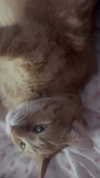 legrwmers Altpins Profile Picture