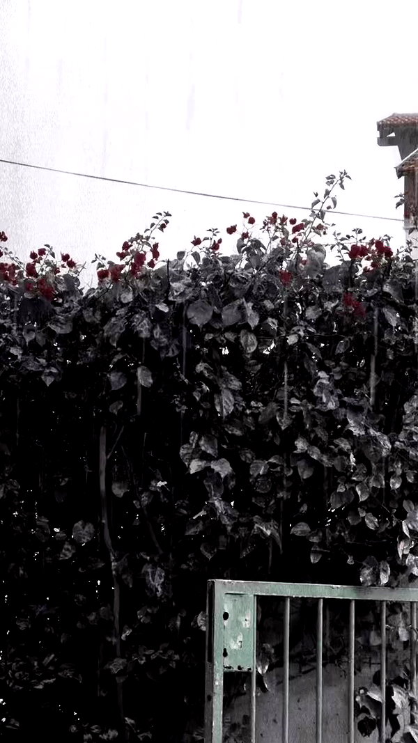 blackivy.xx archive video preview