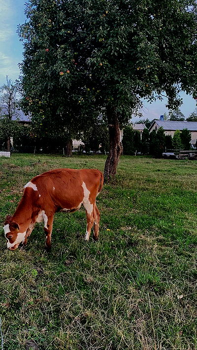 noa_zemlyanski noa_zemlyanski archive video