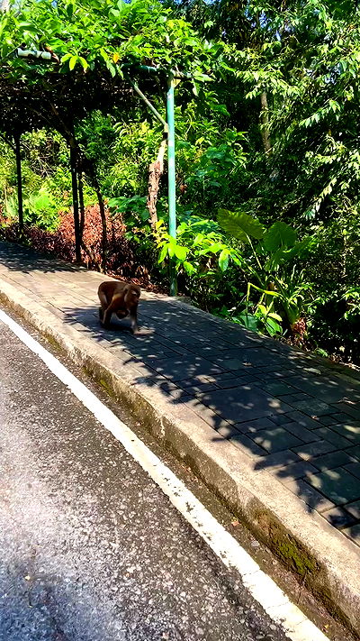 g.a.l.1.a g.a.l.1.a archive video