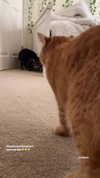ivy.owowo Altpins Profile Picture