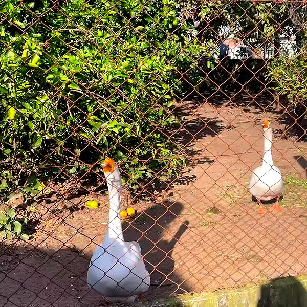 mitzawe archive video preview