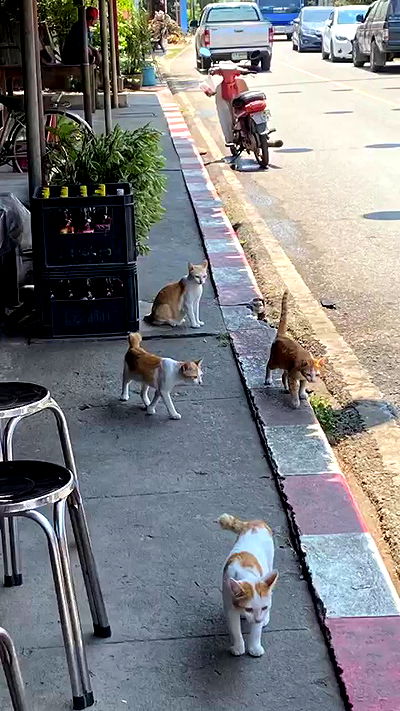 oqr0_ oqr0_ archive video