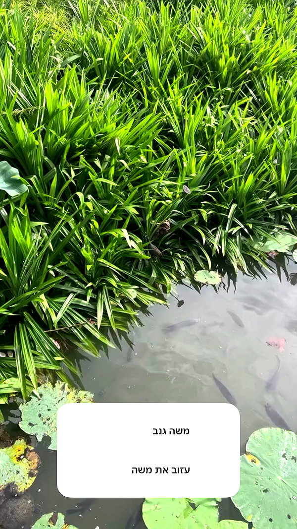 sapir_shemer archive video preview