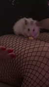 pockycatt Altpins Profile Picture