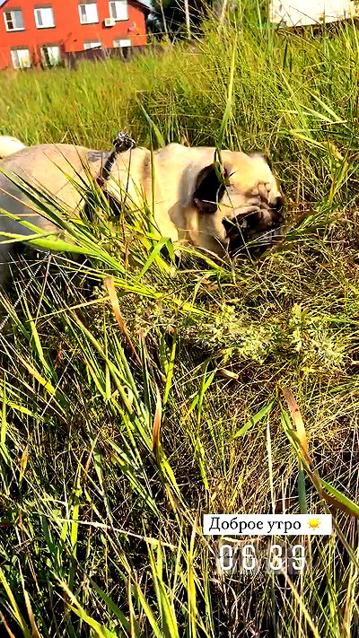 nyityam nyityam archive video