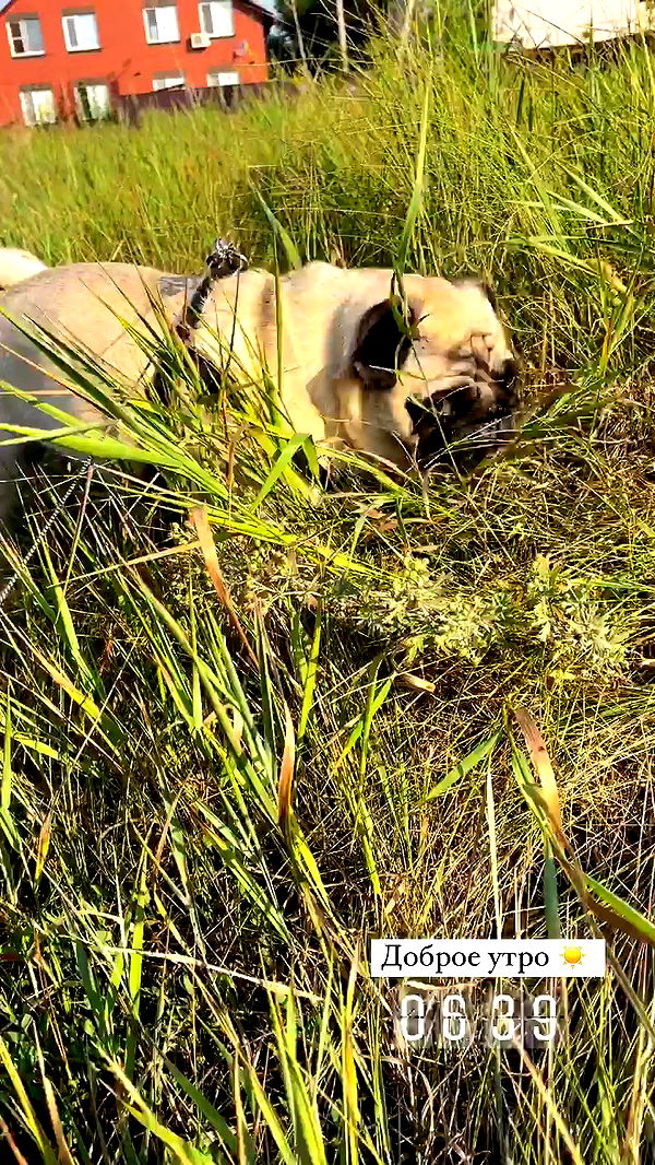 nyityam archive video preview