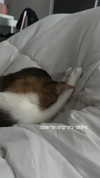 babyjoelle_ Altpins Profile Picture