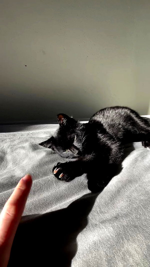 aekamee archive video preview