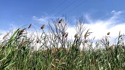 efrat_elmalich efrat_elmalich archive video