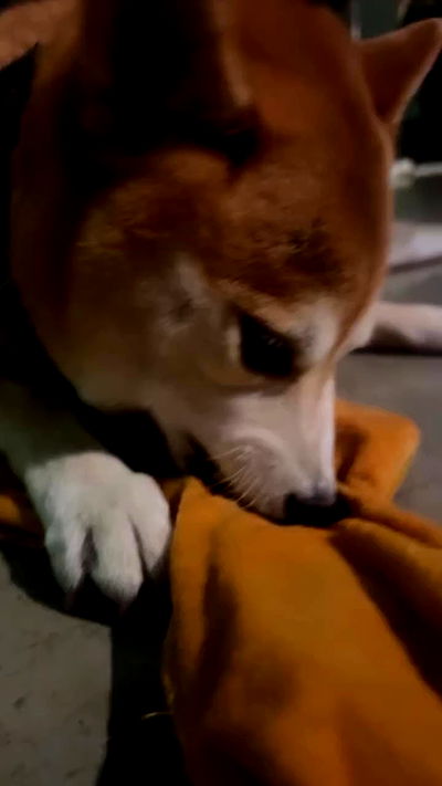 zommmbri zommmbri archive video