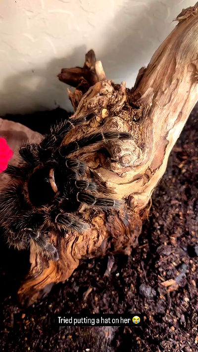 sedonaskyxo sedonaskyxo archive video