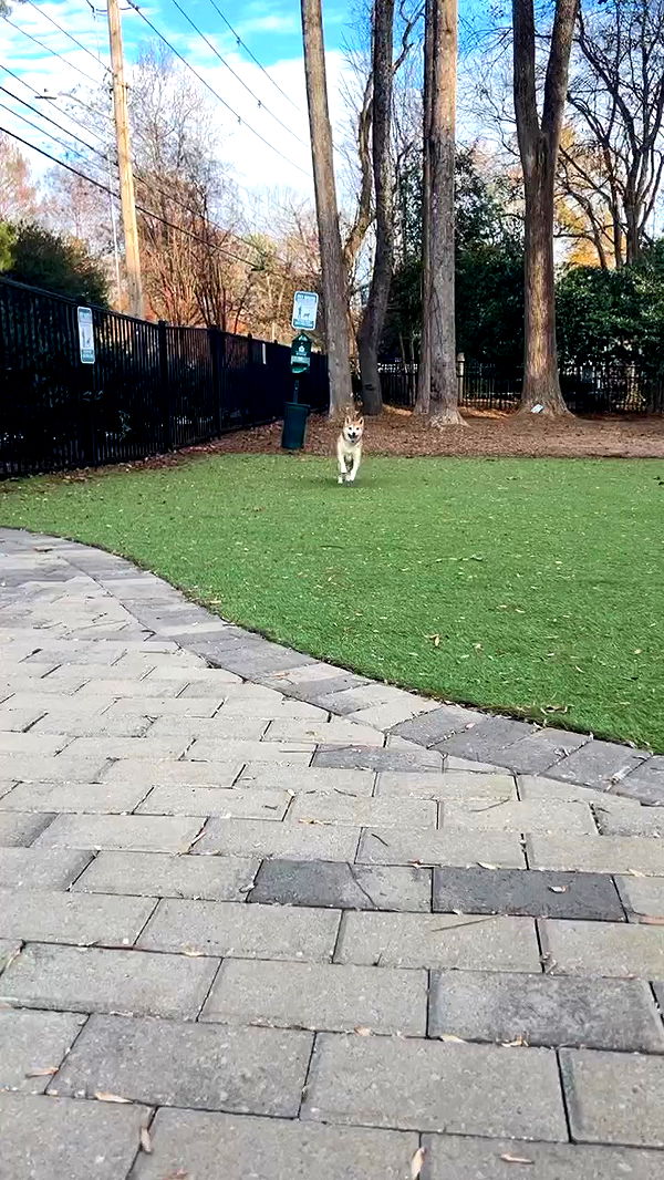 zommmbri archive video preview